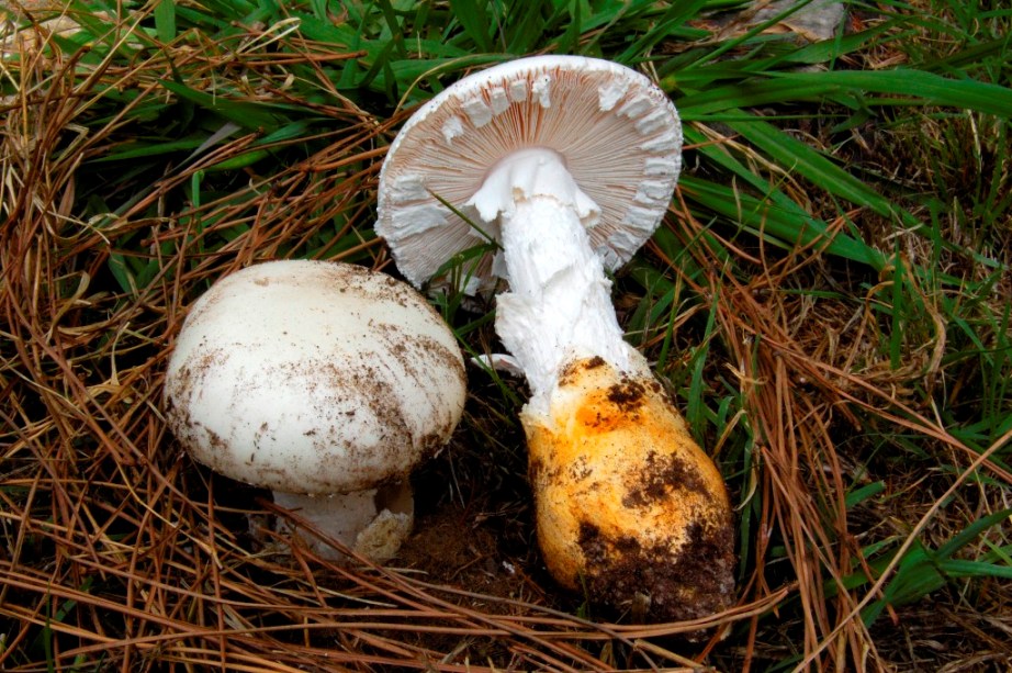 Mattinata a San Rossore